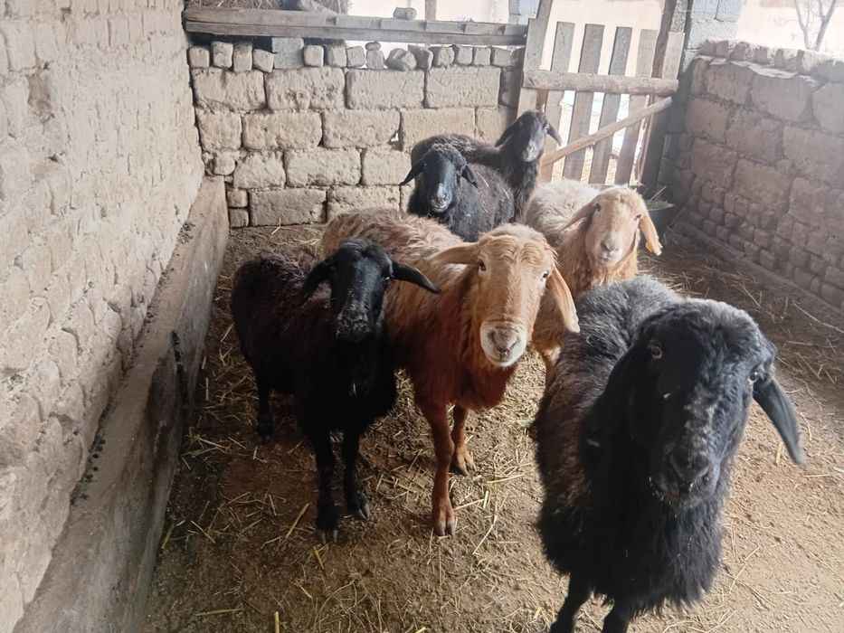 Шаруа қой бар хабарласыңыздар