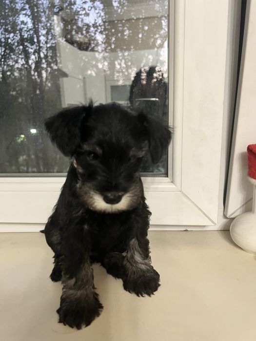 Продаётся щенок ЦВЕРГШНАУЦЕР