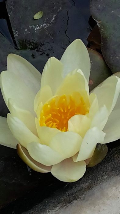 Водна лилия. .  Шафлера. Юка. Кливия.