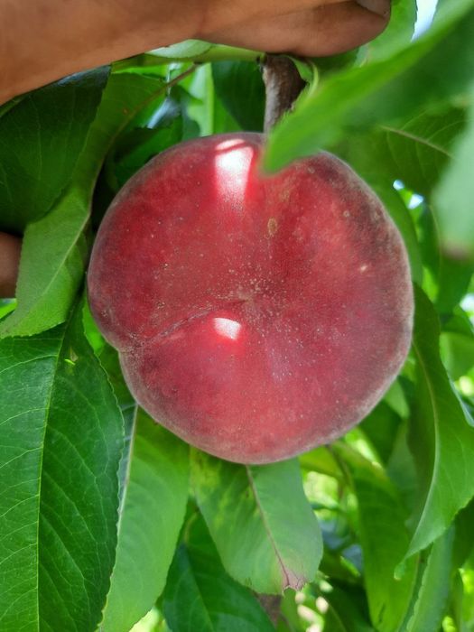 ANJIR SHoftolini barcha turidan bor arginal padvoyda sogʻlom kuchatlar