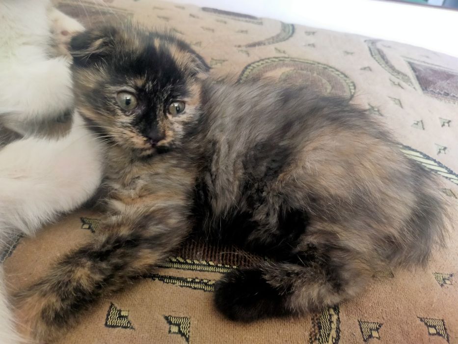 Котенок шотландский вислоухий