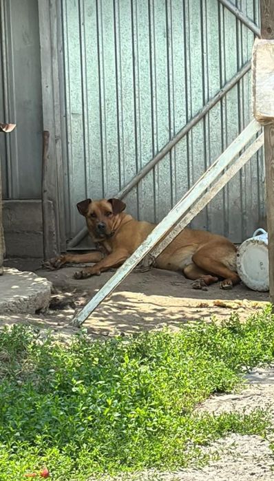 Одам в хорошые руки