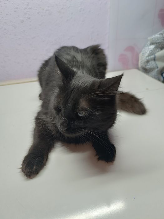 Ogizdagi porno pikap