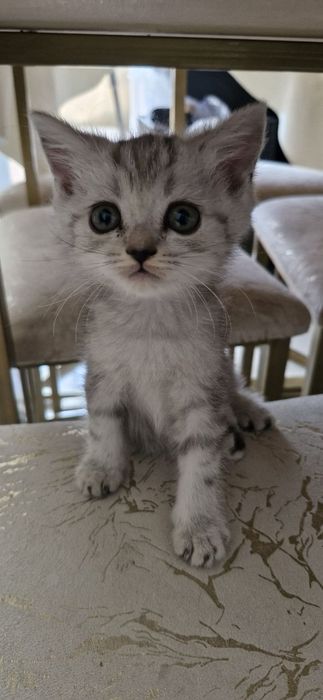 Scottish Fold ва Scottish Straight мушук болалари сотилади
