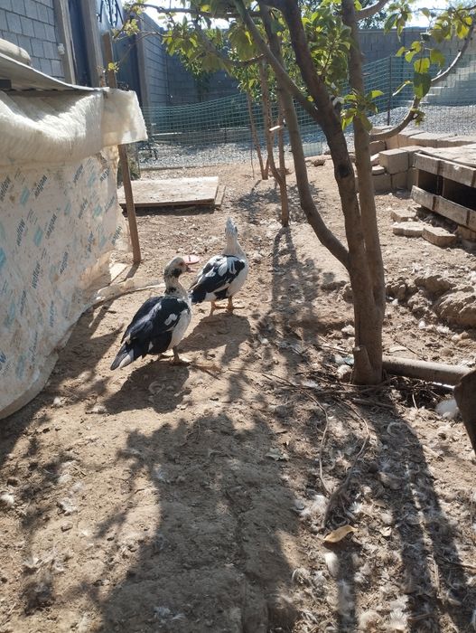 Индаутки молодые