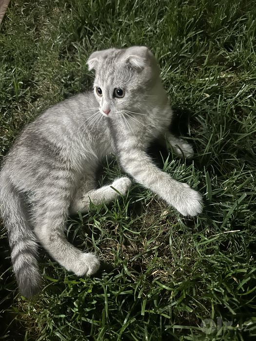 Scottish Fold кошечка/Chiroyli urg‘ochi Scottish mushukcha sotiladi