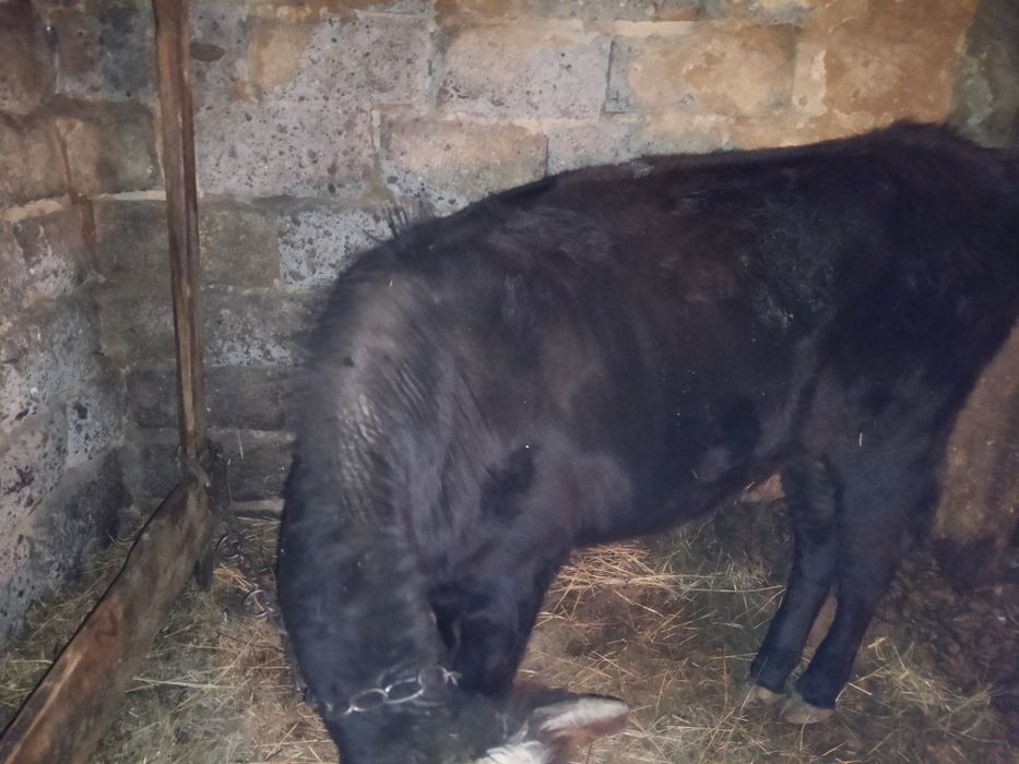 Тайынша сатылат союга малдануга