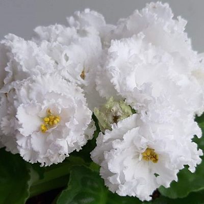 Лист фиалки 350тг