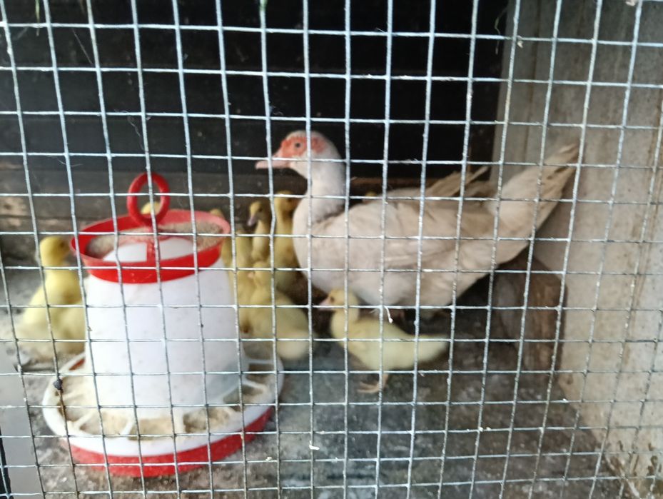 Boboci de rațe mute
