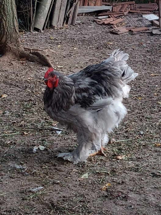 Vand cocosi si puici conchinchina urias