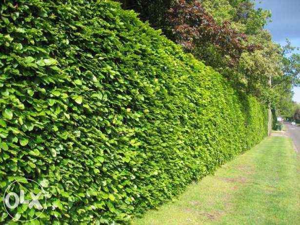 Pret real ! gard viu cu crestere rapida, verde iarna, lemn cainesc etc