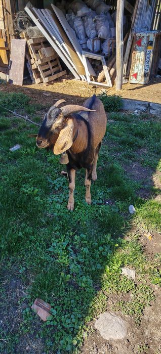 Tap nubian, rasă pură!