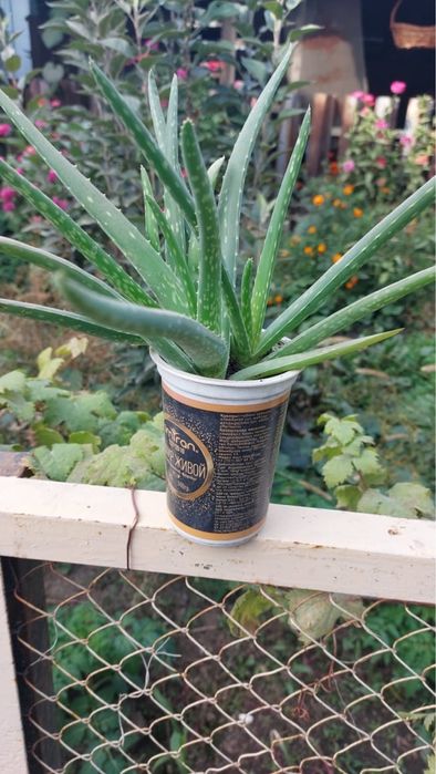 Продам алоэ комнатное растение