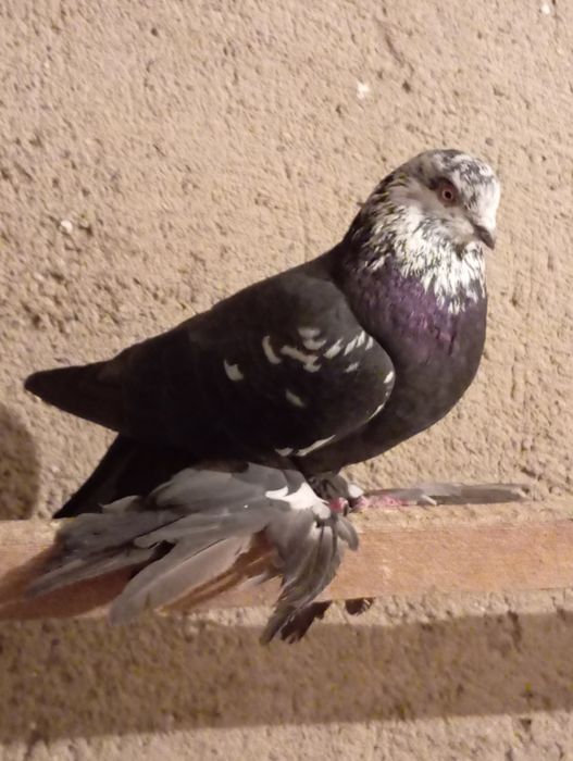 Например lPhome.