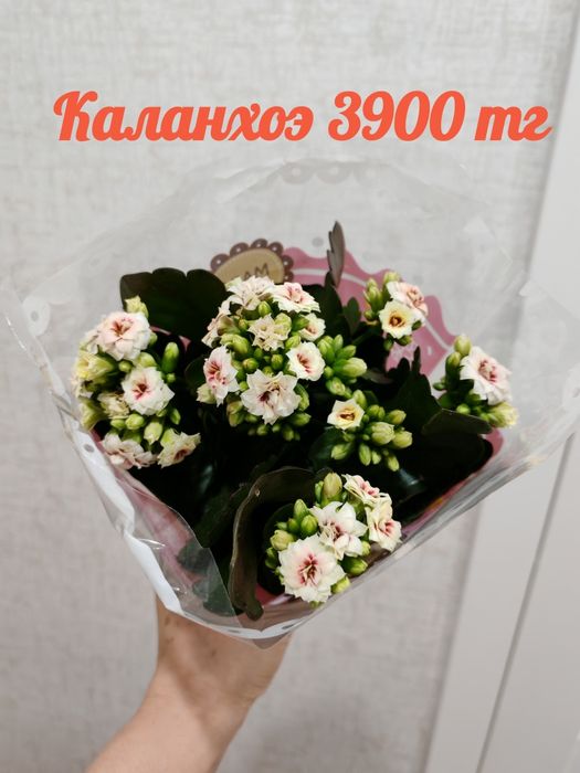 Бөлме гүлдері. Район Компоселок