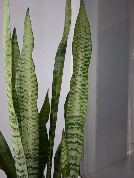 Цветы для дома или офиса