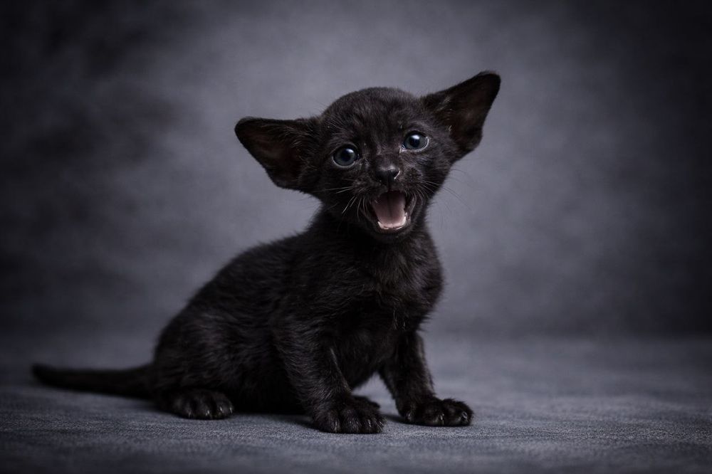 Ориенталы мечта сбывается