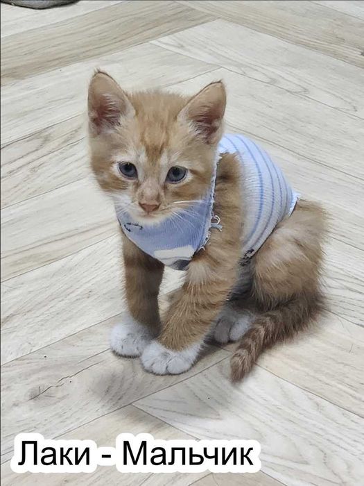 Отдам котят в добрые руки!