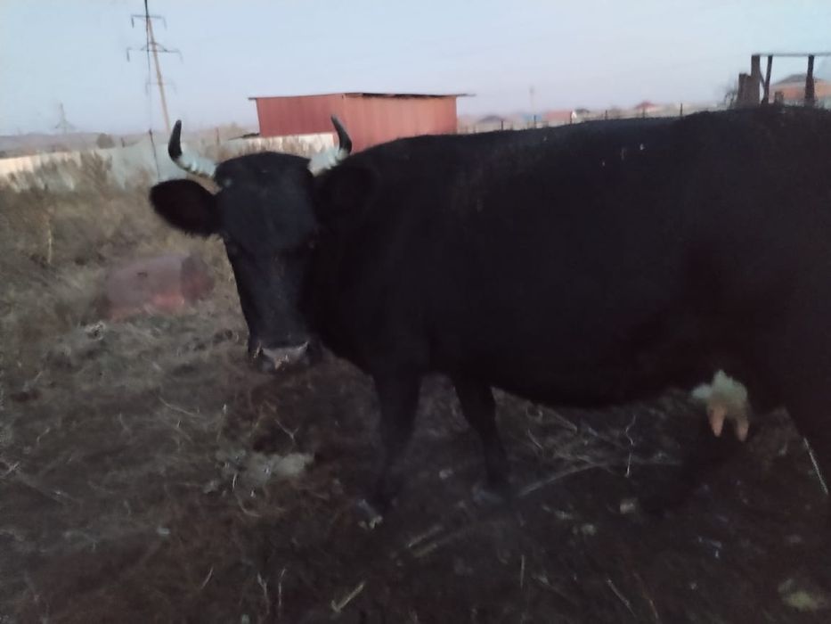 Продам корову дойную
