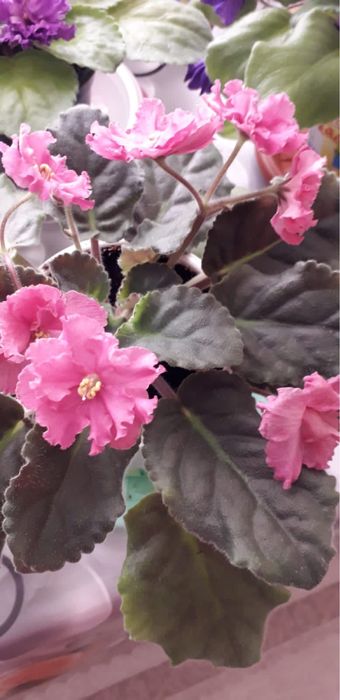 Продам фиалки