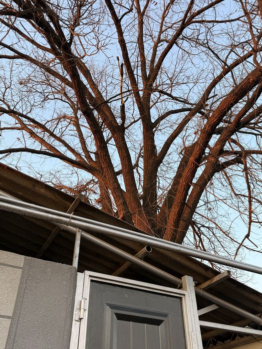 Дубовое дерево ,дерево дуб