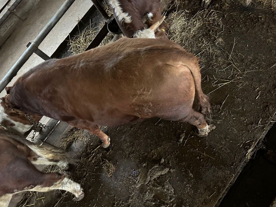 Продам бычков 2-х лет