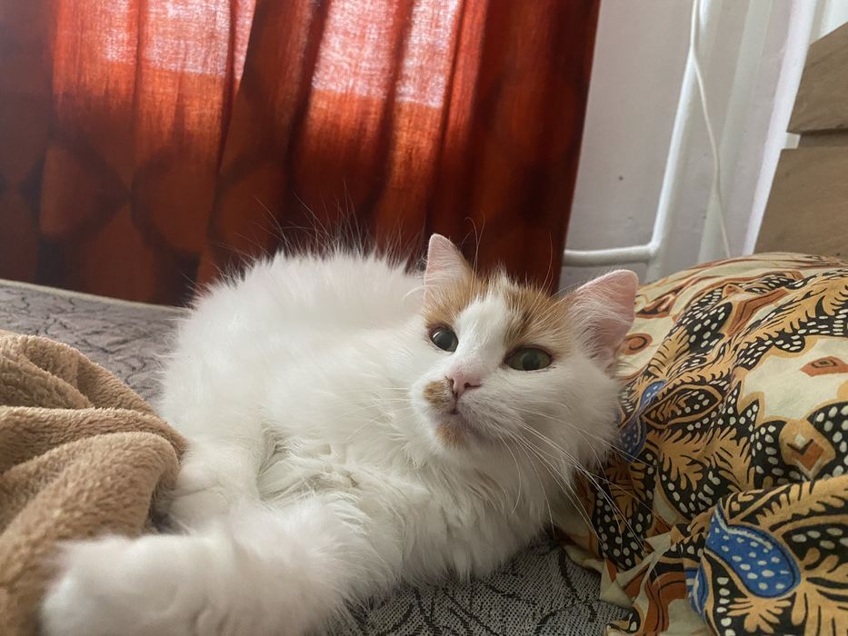 Търся си семейство