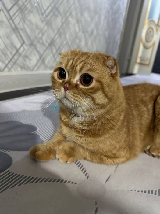 Шотландский вислоухая ogil