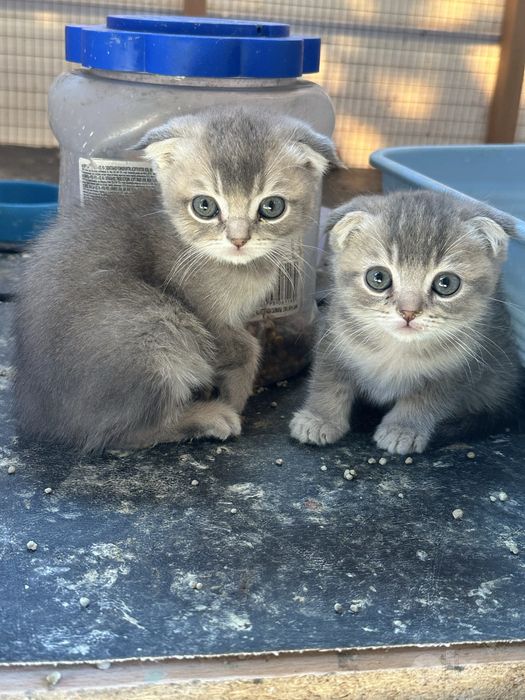 Продаются котята.