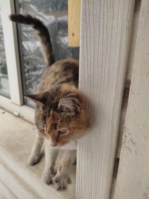 Кошка, 5-6 месяцев