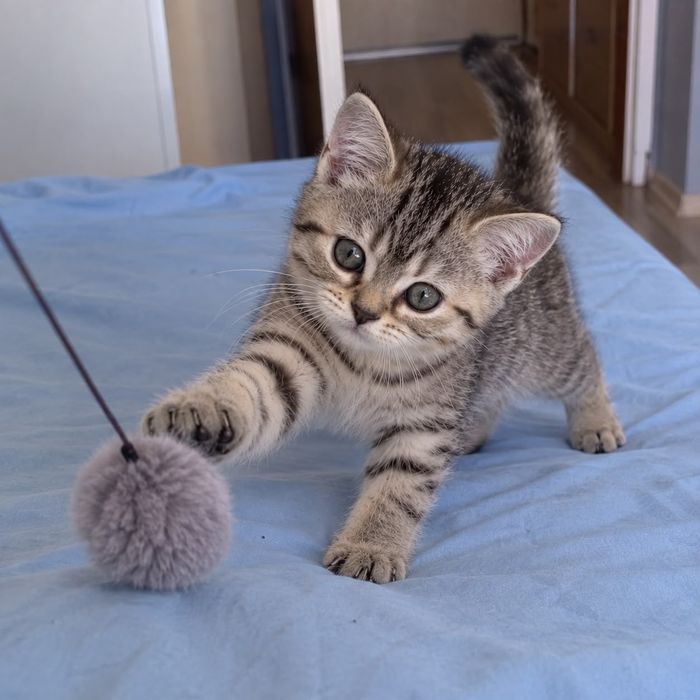 Котёнок девочка скоттиш страйт 2 месяца