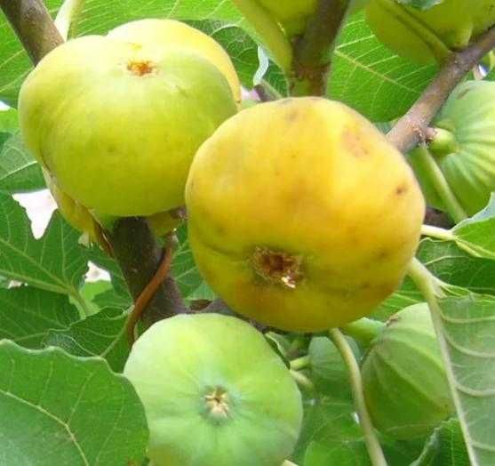 Йирик анжир кучатлари.Крупные  саженцы  инжира.