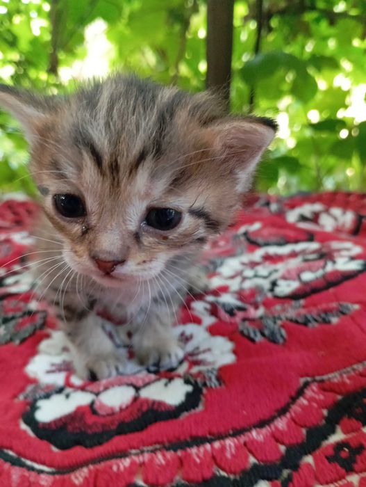Котятки бесплатно, в добрые руки