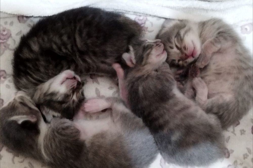 Отдам котят в хорошие руки