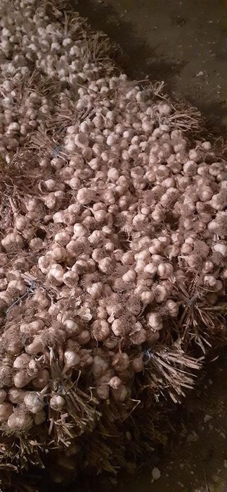 Usturoi de sămânță și consum