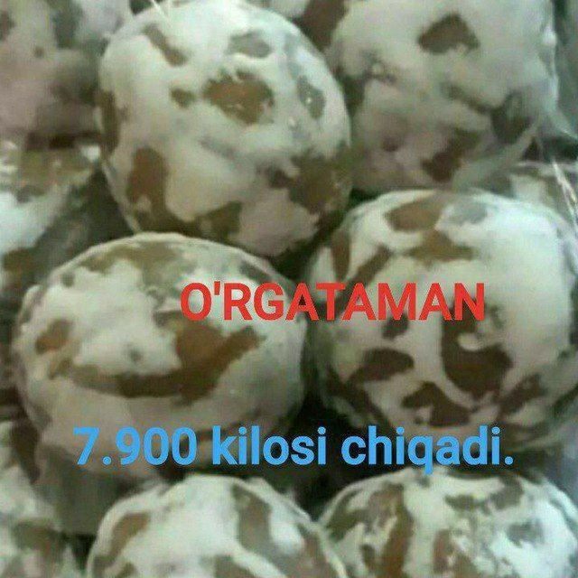 Пряник ургатаман Бир кунда