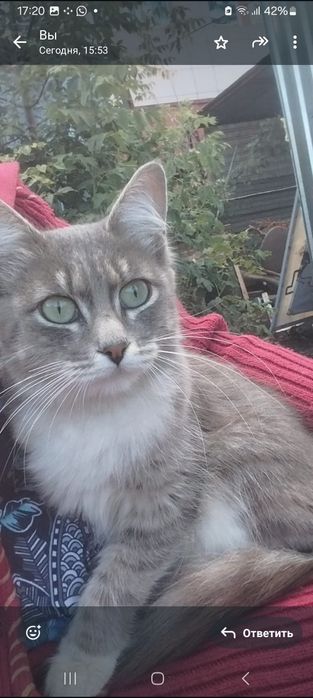 Отдам кошку в добрые руки