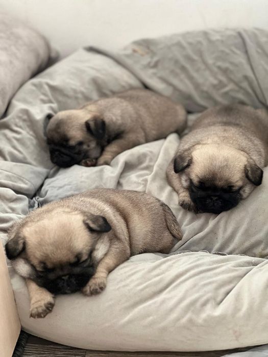 Продам мопсов бежевые