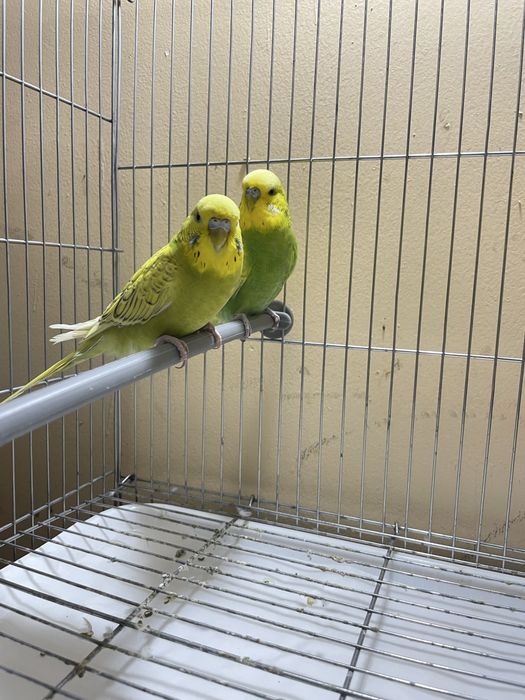 Angorka Spingel Sotiladi