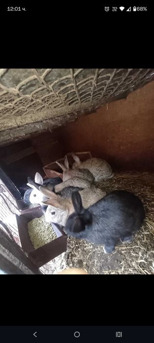 Зайчета на 3 месеца