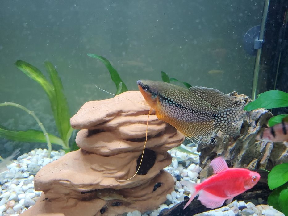 Vand sau schimb 2 pesti Gourami