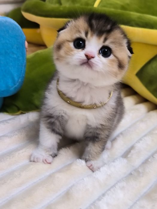 Котята от правильной вязки