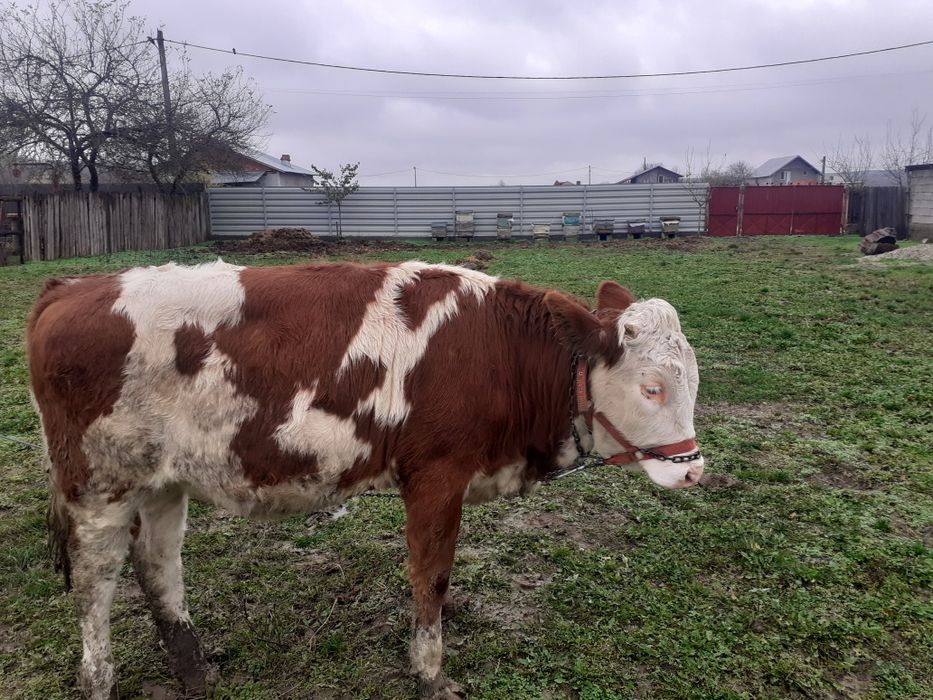 Vițea bălțată Românească,de vânzare