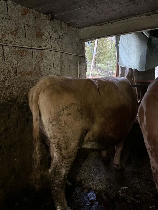 De vânzare 2 vaci si o junincă