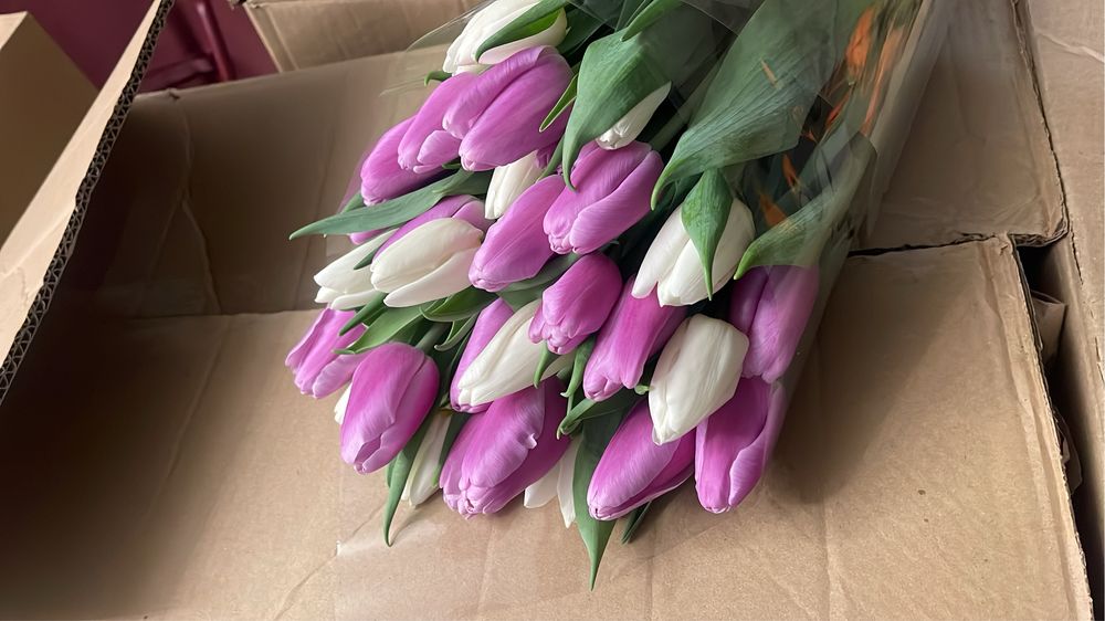 Предзаказ Тюльпанов на 8 марта