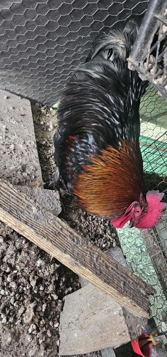 Cocoș Marans Negru Arămiu