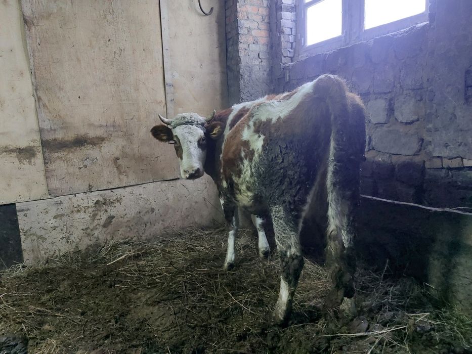 Продам коров тёлок