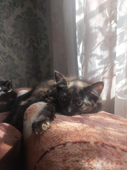 Отдам котят, в хорошие руки