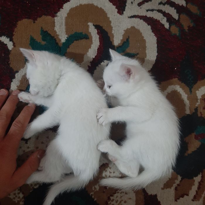 Shaftoli shaklidagi mushuk surati