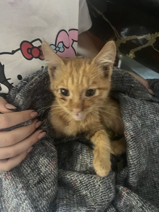 Отдадим котенка в хорошие руки